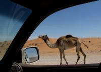 rak camel 18